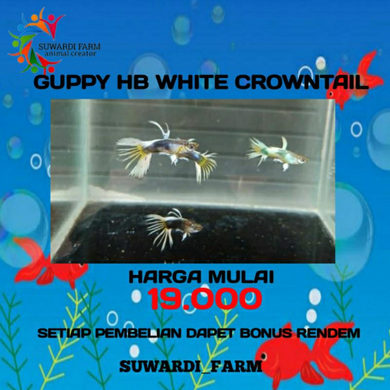 aksesoris Akwarium (Guppy Hb White Crowntail)