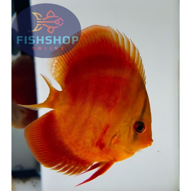 Discus Super Red Rose Size 2'Cm / 1'Inch