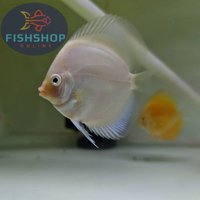 Discus White Diamond size 2'cm/1'inch