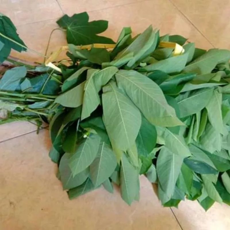 

Daun singkong karet segar 500 gram