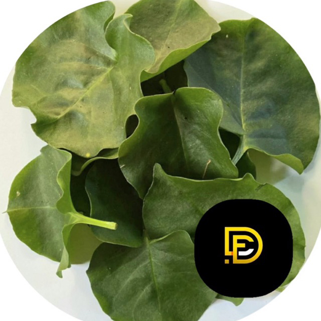 

Daun binahong segar 500 gram GRATIS umbi binahong nya-az