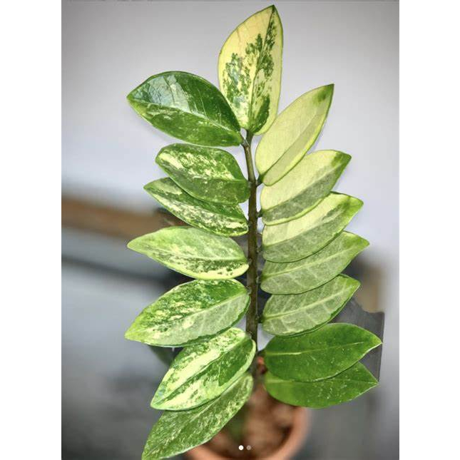 Tanaman hias ZZ plant Variegata