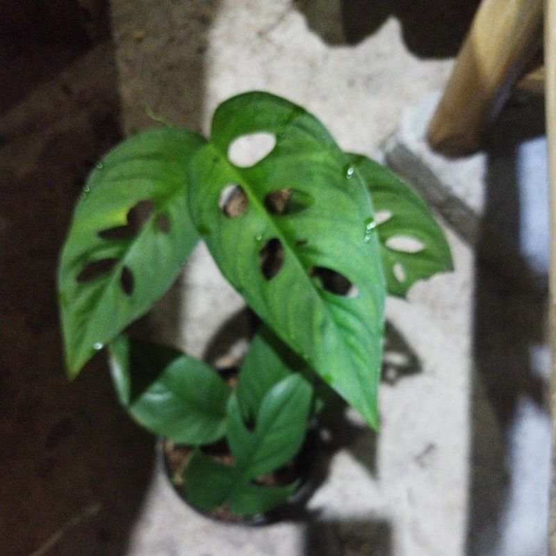 tanaman hias esqualeto