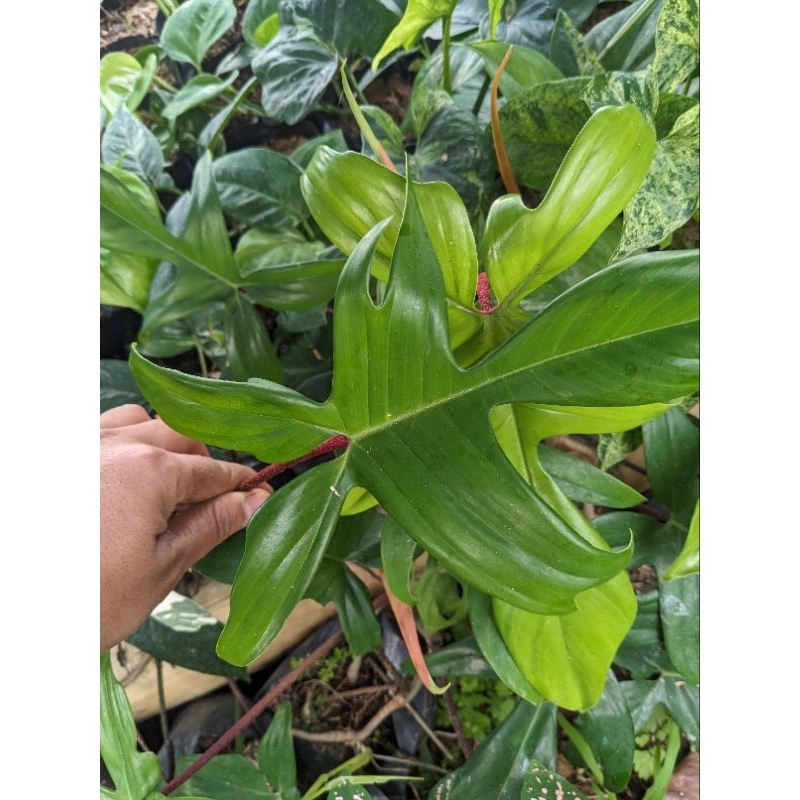 DIARY PETANI - Tanaman Hias Rambat Philodendron Pedatum Pilo Pedatum