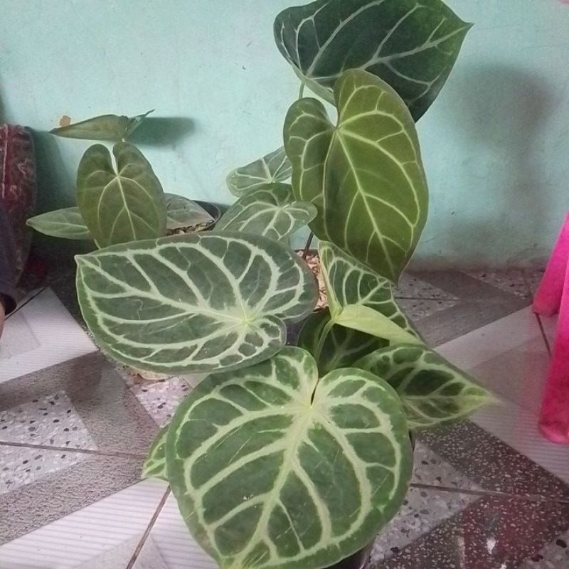 anthurium dorayaki