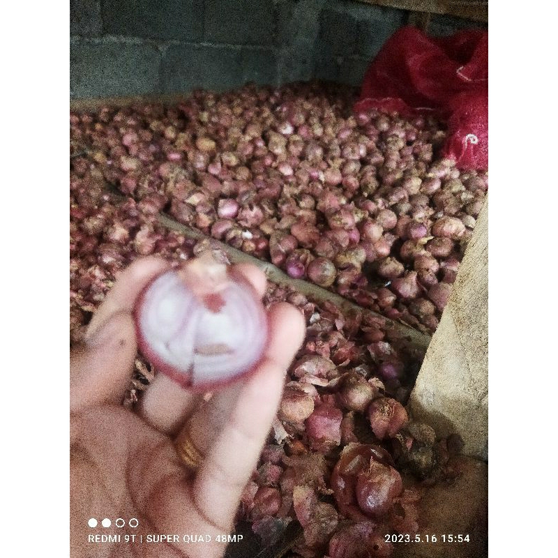 RB Bibit bawang merah siap tanam varietas bali karet/batu ijo 1kg