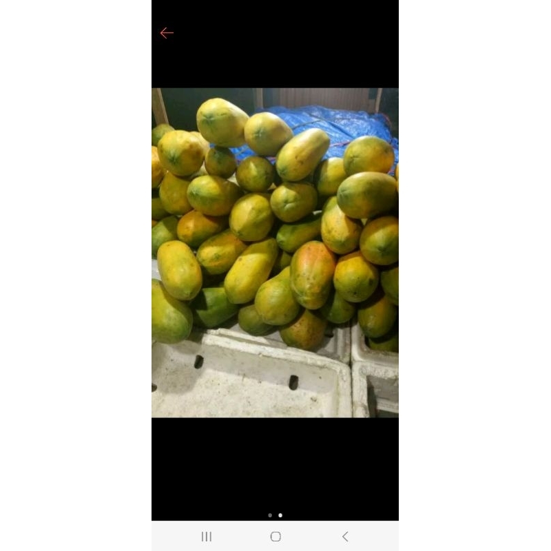 

buah pepaya california
