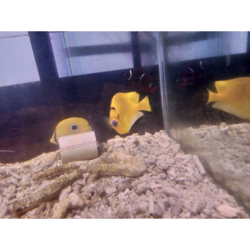 ikan hias laut angel asli