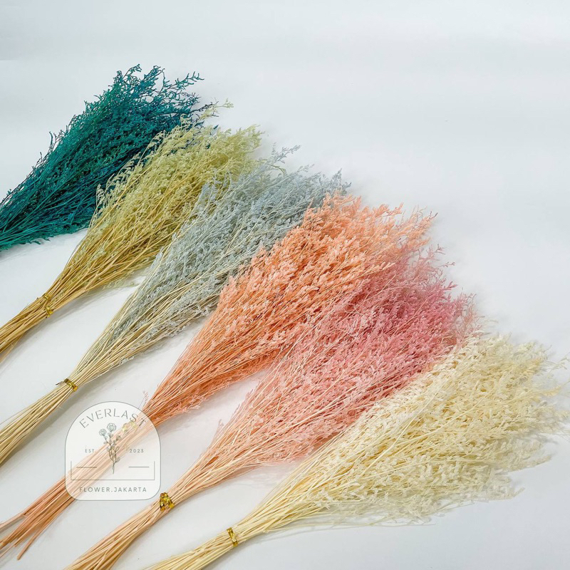 Preserved Bleach Caspea Grass / Bleach Caspea Dried Flower | HIGH QUALITY IMPORT