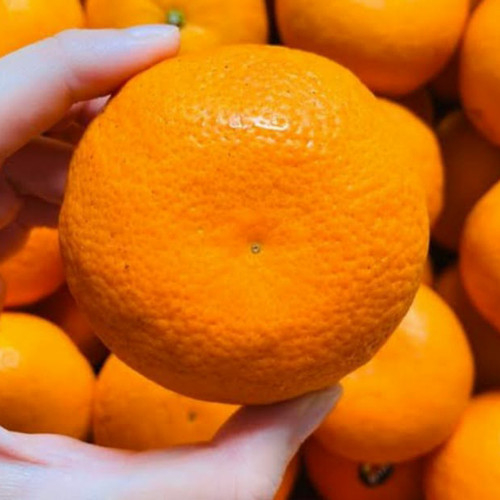 

PASAR ONLINE MURAH - JERUK MURCOT 500GR