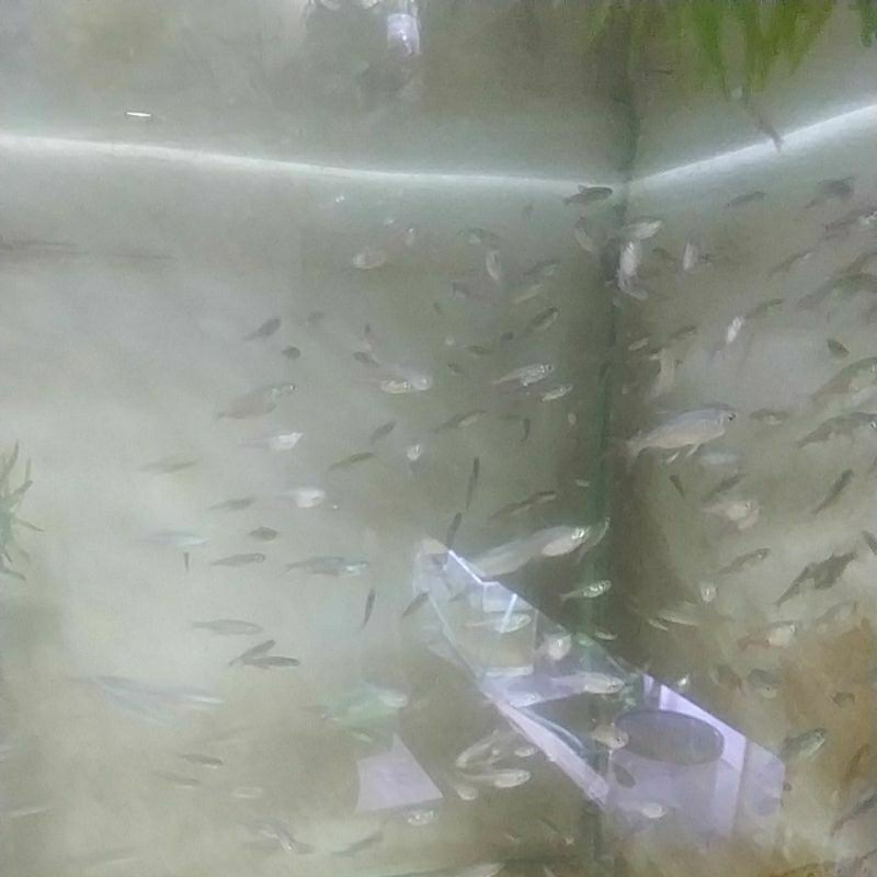 

ikan red belly