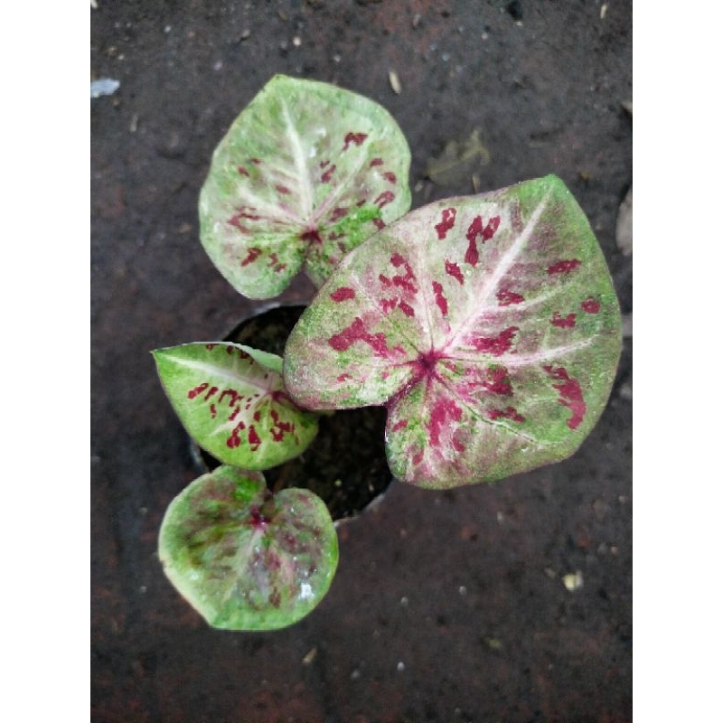 Bibit tanaman hias Caladium  H02