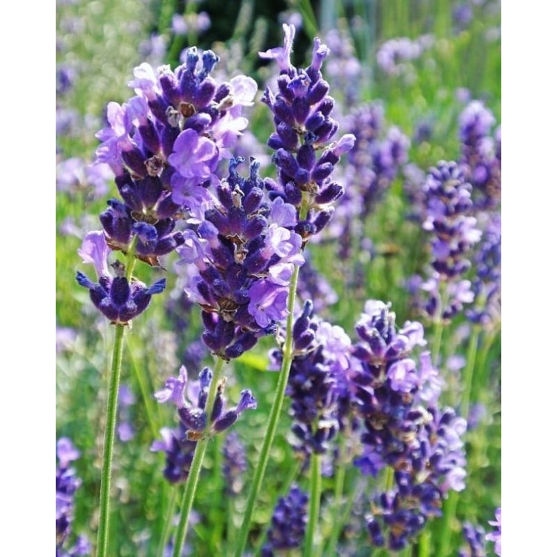 Bibit Bunga Lavender Super Terlaris