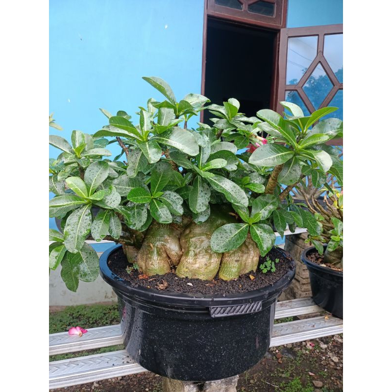 BIBIT ADENIUM ARABIKUM HYBRID (BLACK SERIES,GODJI SERIES dan ARARAY SERIES)