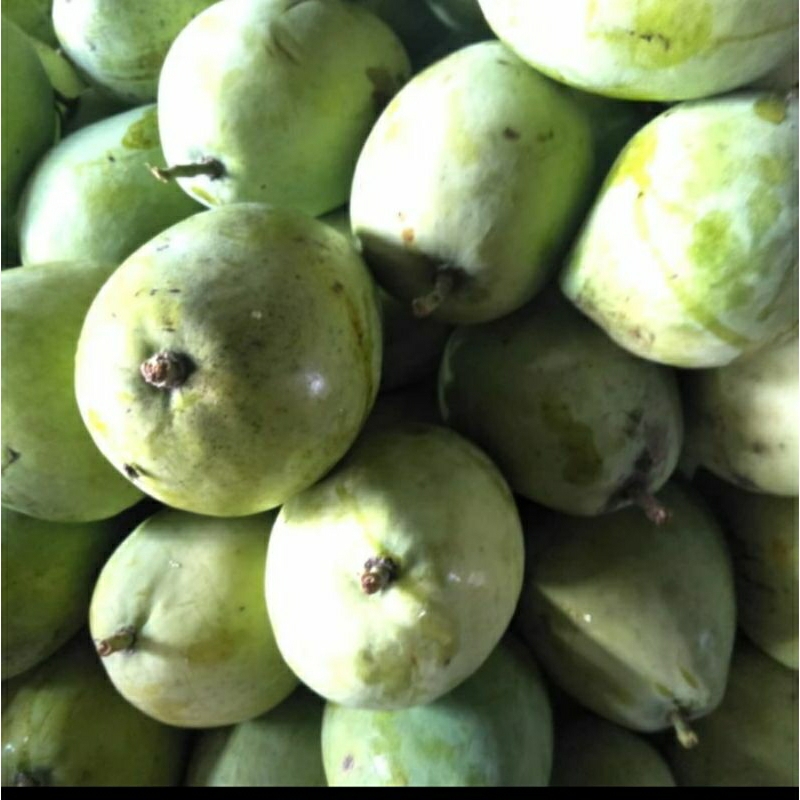

Mangga muda rujak 1kg