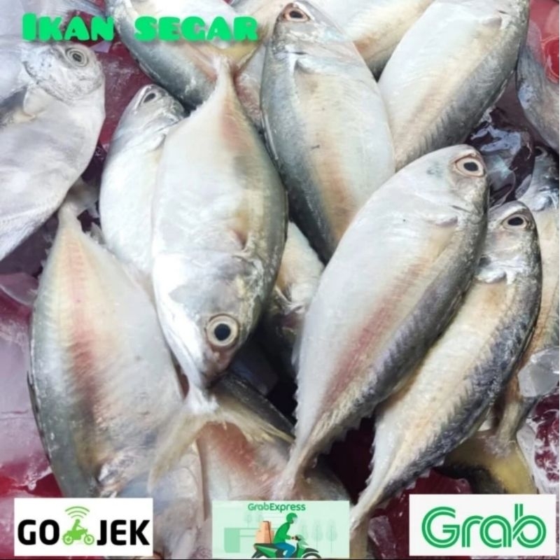 

Ikan Gembung Seger