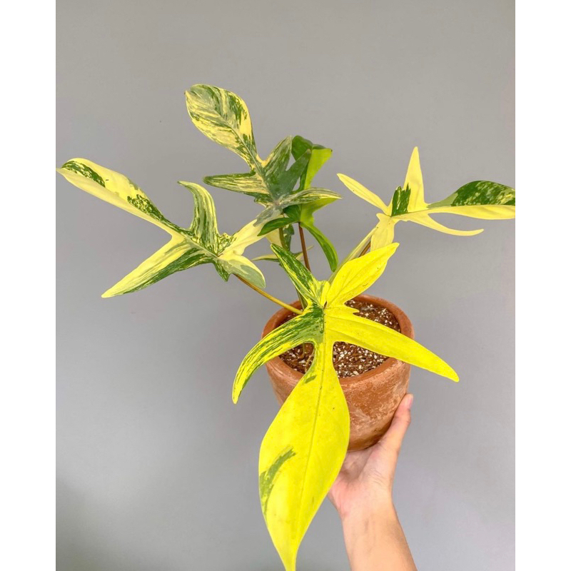 philodendron florida beauty varigata