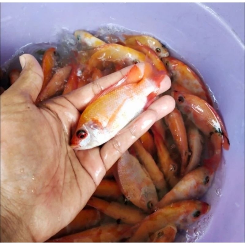 Bibit ikan nila kakap padang ukuran 2-3 jari murah berkualitas
