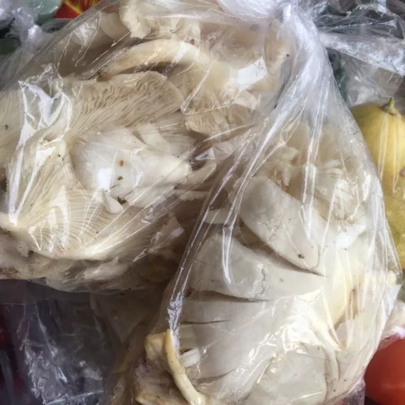 

KIRIM INSTAN Jamur Tiram (perbungkus)