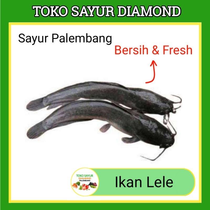

Ikan Lele Fresh - Diamond Palembang