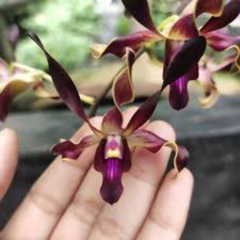 anggrek dendrobium hybrid kritingan dewasa rimbun