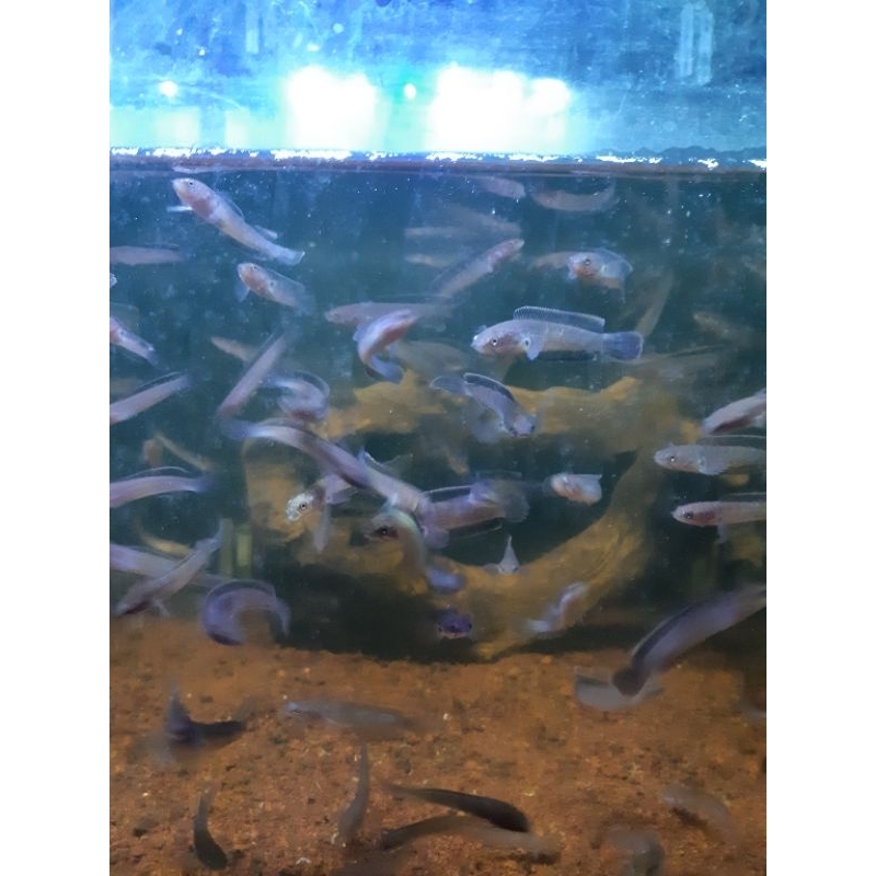 limbata cb 9_10cm