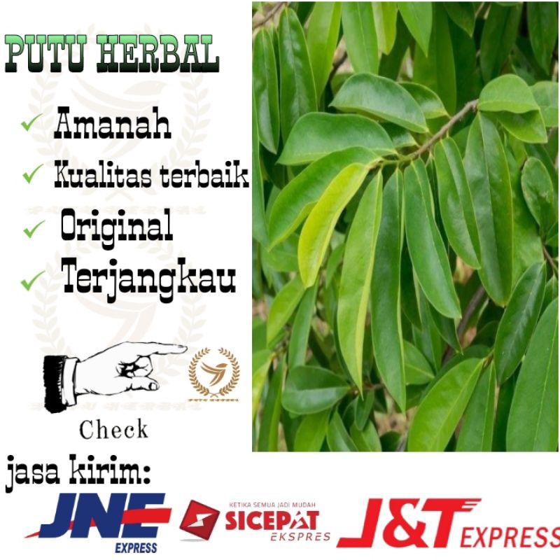 

daun sirsak fresh | 100 lembar | Daun sirsak segar