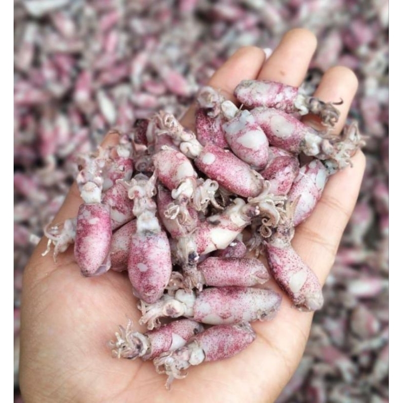 

balita cumi lokal ukuran 3-4 cm berat 500gr