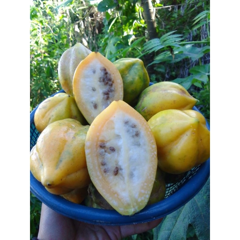 

BUAH CARICA TERBAIK