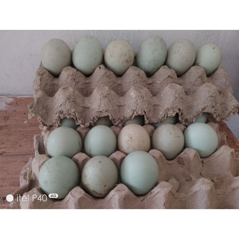 

Telur bebek umpan Galatama