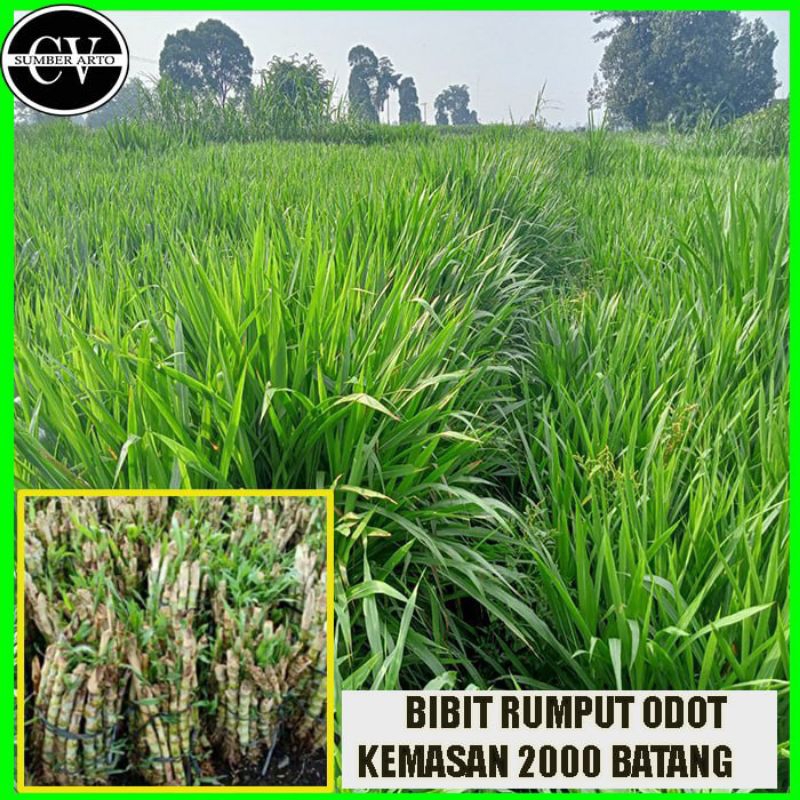BIBIT RUMPUT ODOT 2 RIBU BATANG .