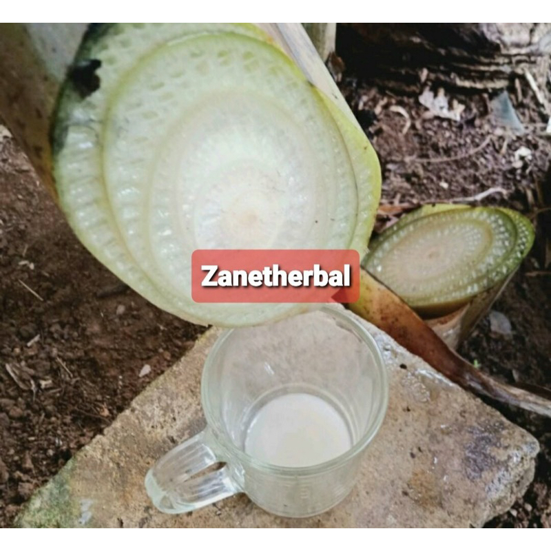 

Getah pisang getah pohon pisang alami-az