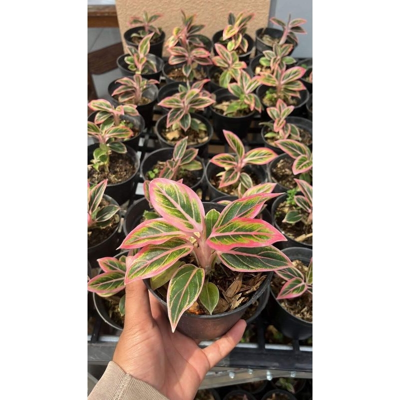 bibit tanaman hias aglonema lotus delight - anakan lotus delight