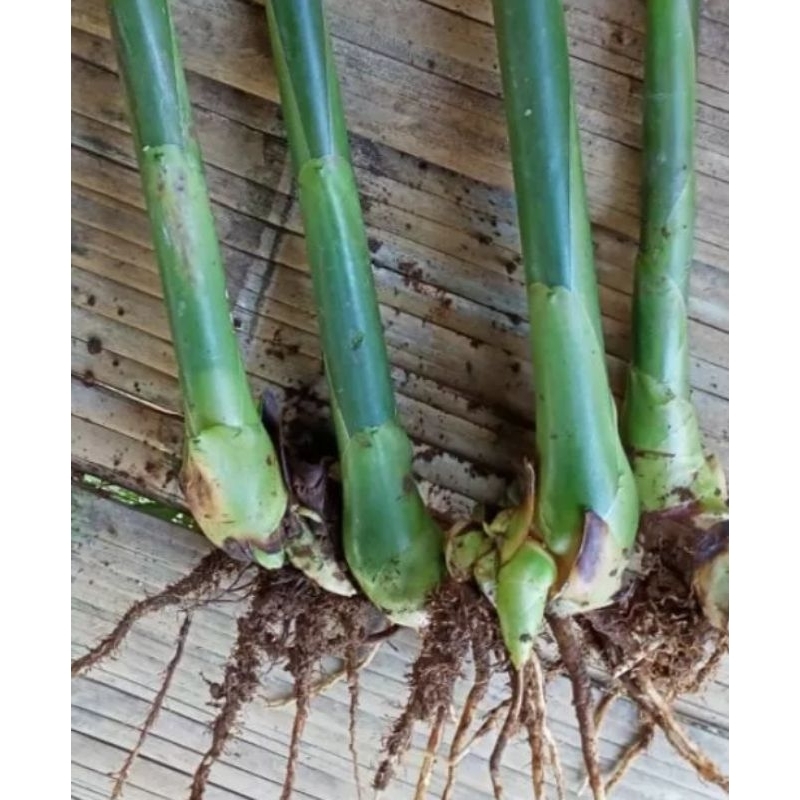 Bibit Honje Kecombrang Laka Bunga Putih Sedang