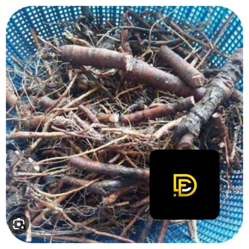 

Akar daun putri malu akar putri malu segar 500 gram-az