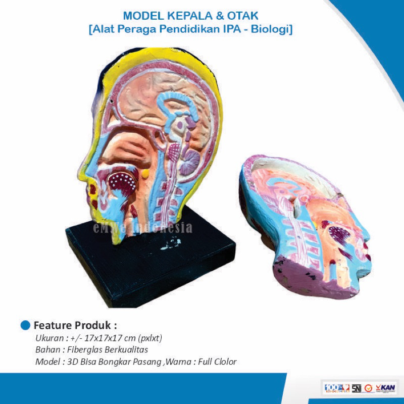 

[Original Produck] Alat peraga model kepala dan otak [Alat Peraga Pendidikan IPA Biologi]