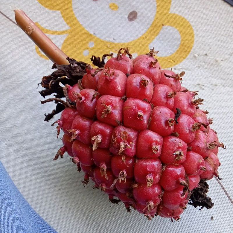 

Buah Honje Combrang Atau buah Rombeh