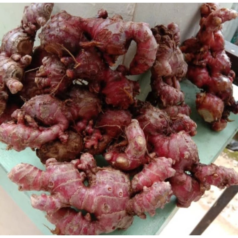 

jahe merah kalimantan
