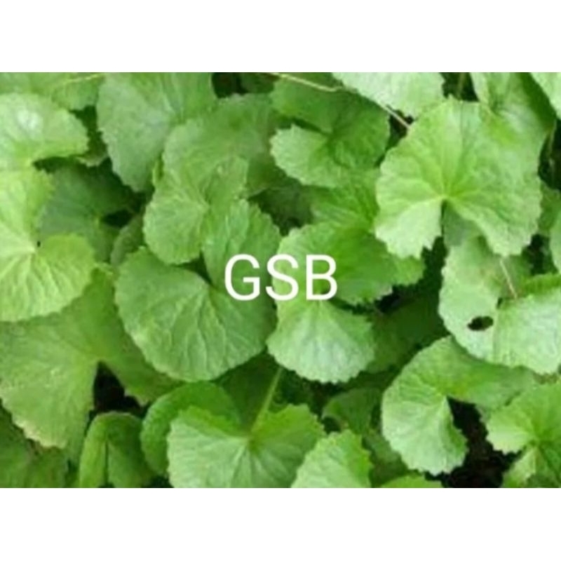 

Daun pegagan segar daun tapak kuda segar petik langsung