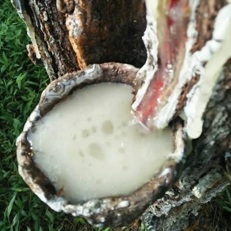 getah pinus 1kg,resin mentah,lebah trigona