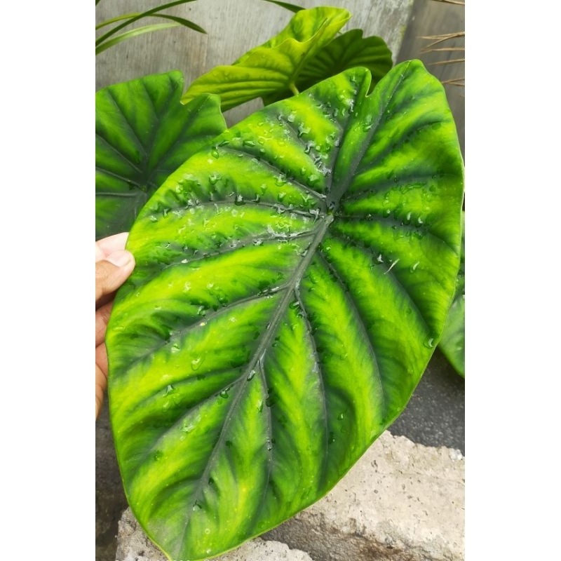 Keladi Tengkorak hijau