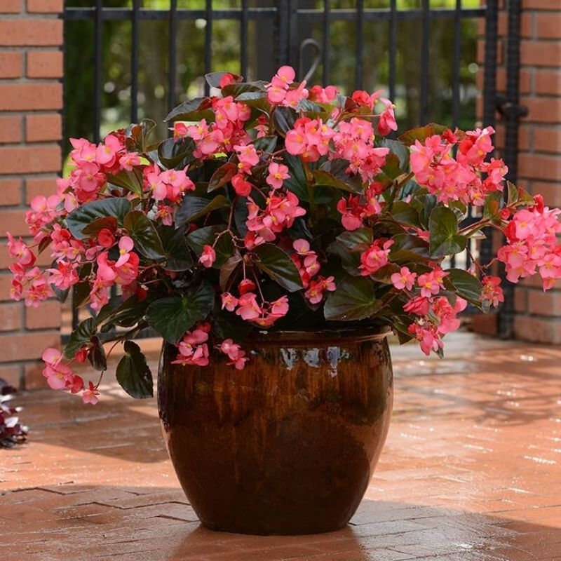 Tanaman Hias Begonia Merah Bunga Pink / Tanaman Hias Hidup Begonia Merah Bunga Pink / Bunga Hiasan B