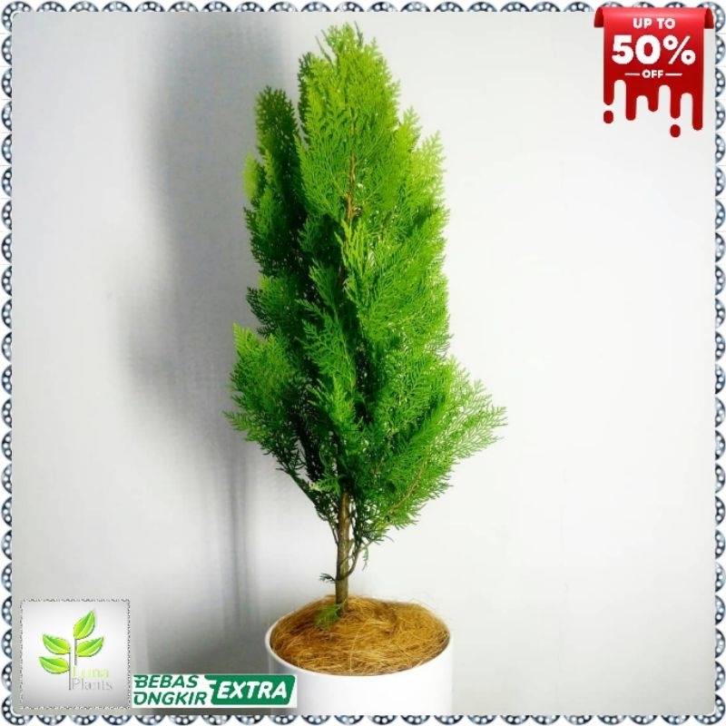 tanaman hias cemara kipas - cemara kipas