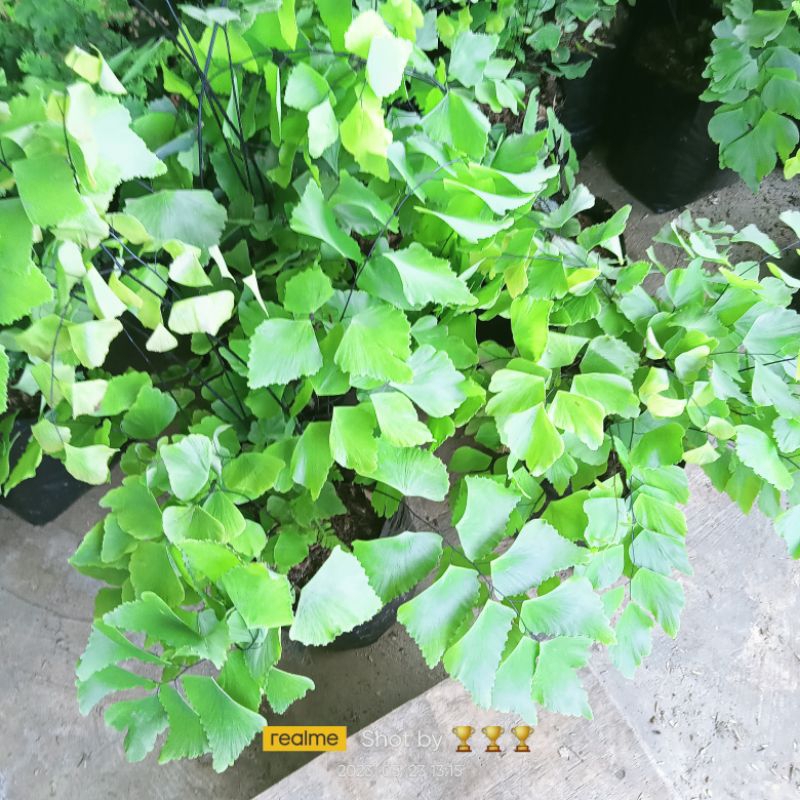 Gaardeen Tanaman Hias Suplir Gajah - Suplir Betok - Suplir Jumbo - Suplir Daun Besar