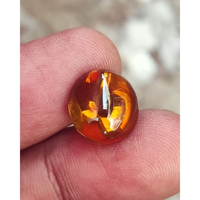 KECUBUNG MADU API - KECUBUNG KUNYIT BORNEO