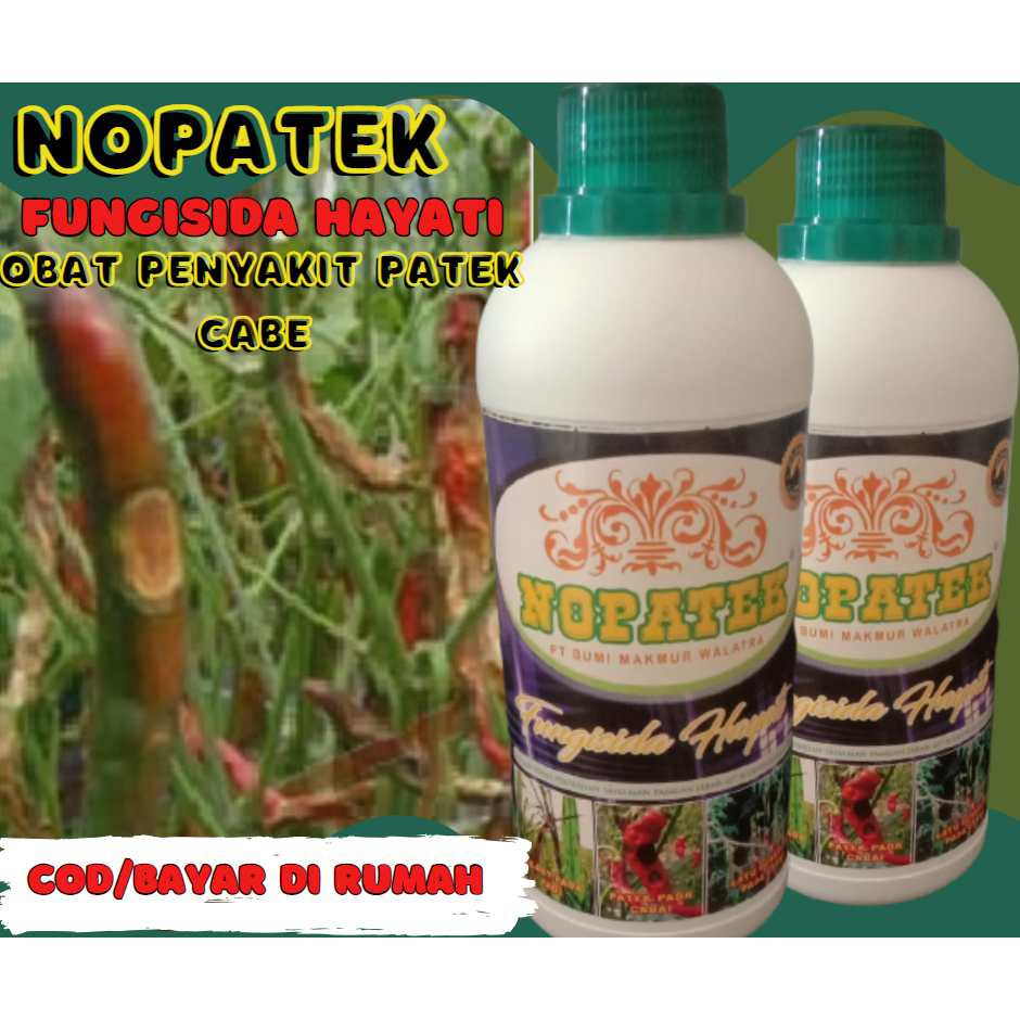 NOPATEK OBAT PENYAKIT CABE PATEK