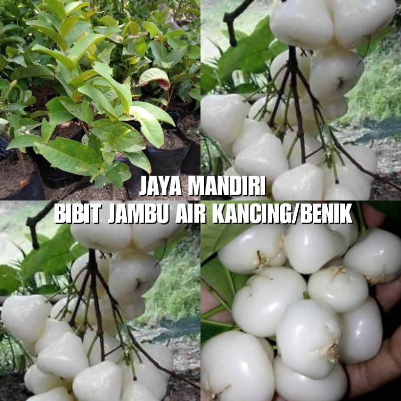 BIBIT JAMBU AIR KANCING PUTIH