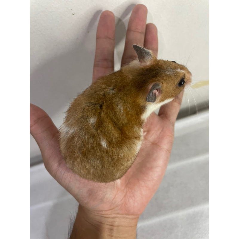 HAMSTER TERBATAS Hamster Syrian Betina Brown Domspot Siap Kawin