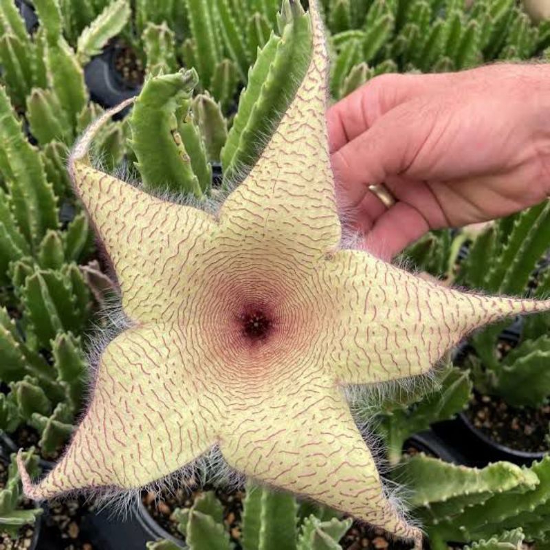 Stapelia Gigantea