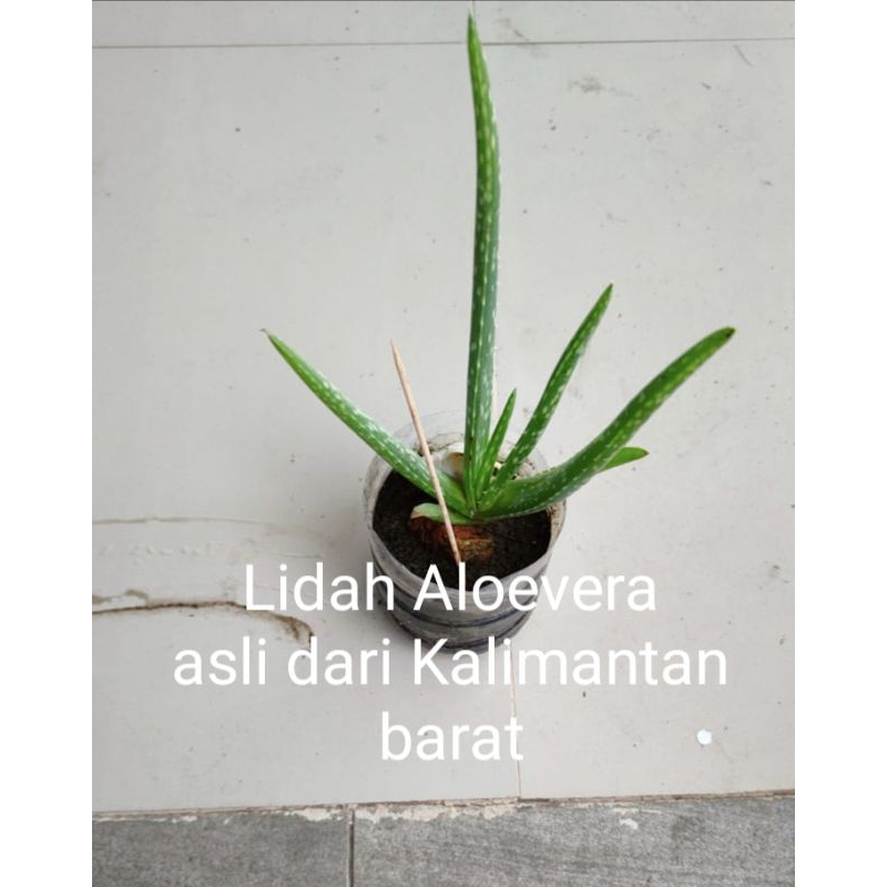 bibit lidah buaya aloevera Kalimantan barat